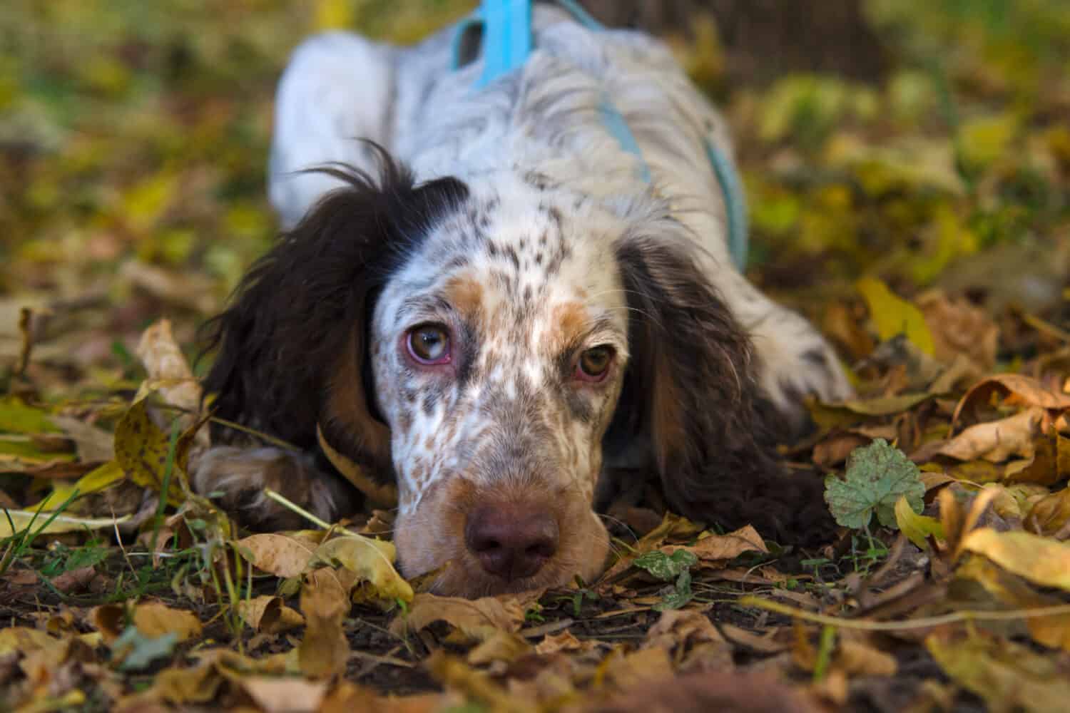 Piccolo cucciolo di Cocker Spaniel inglese con imbracatura blu giace a terra nel soleggiato parco autunnale. 