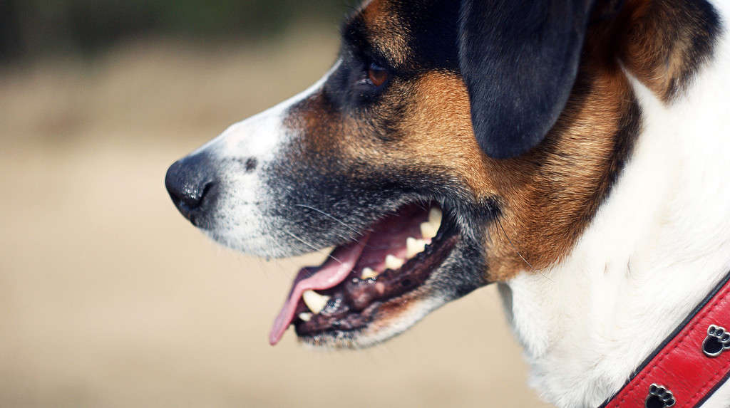 Immagine ravvicinata di un cane con un'etichetta cutanea, una crescita benigna sulla pelle.