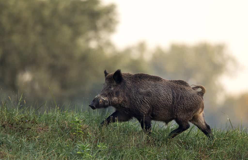 Cinghiale (sus scrofa ferus) passeggiate nella foresta in mattinata nebbiosa. Fauna selvatica nell'habitat naturale