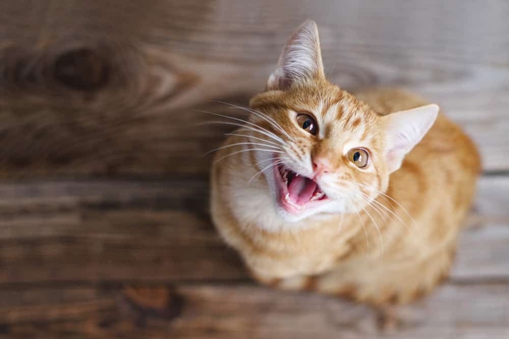 Ginger tabby giovane gatto seduto su un pavimento di legno guarda in alto, chiede cibo, miagola, sorride da vicino, vista dall'alto, messa a fuoco morbida