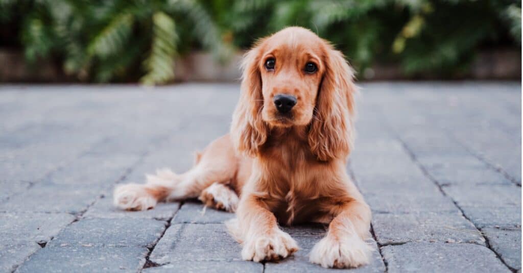 cocker spaniel adagiato sulle finitrici