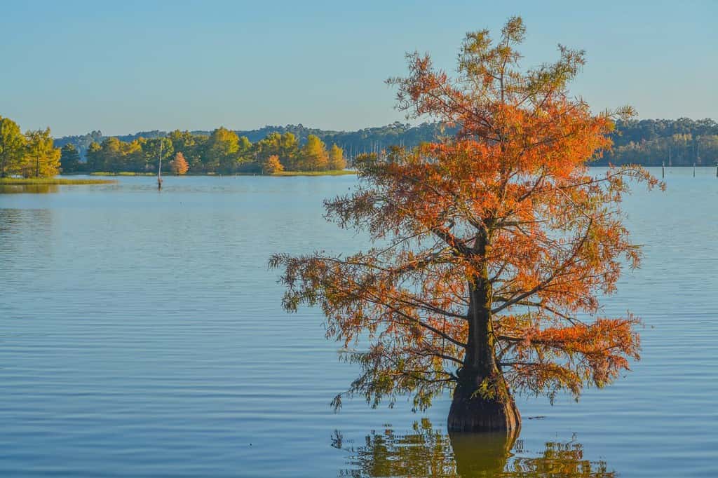 I cipressi calvi che crescono nel Lake D''Arbonne State Park, Louisiana