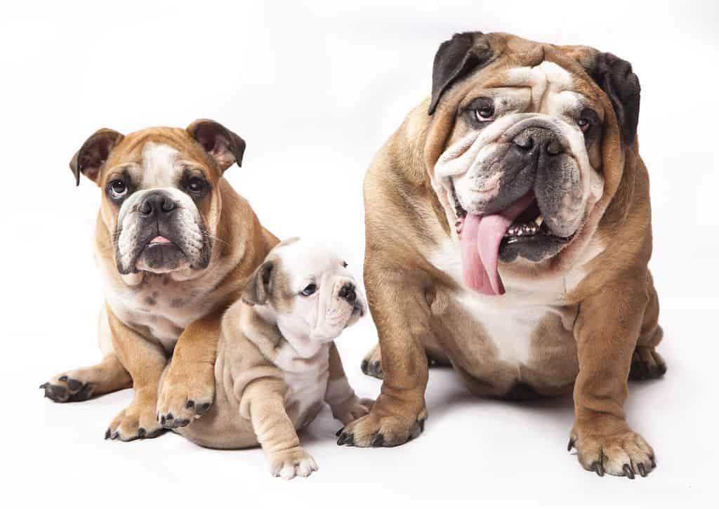 Bulldog inglese cucciolo e cane adulto