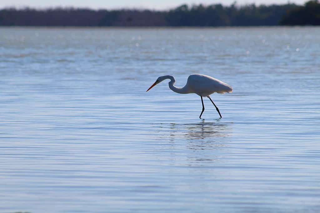 Airone bianco maggiore caccia nella baia della Florida, Everglades National Park, Florida