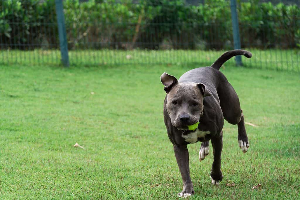 Un Pit Bull dal naso blu che corre con la palla