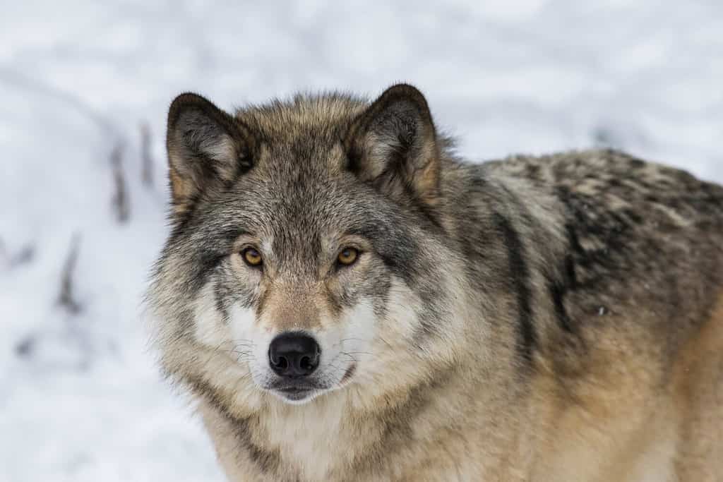 Ritratto di lupo.  Lupo nordoccidentale (Canis lupus occidentalis), noto anche come lupo canadese
