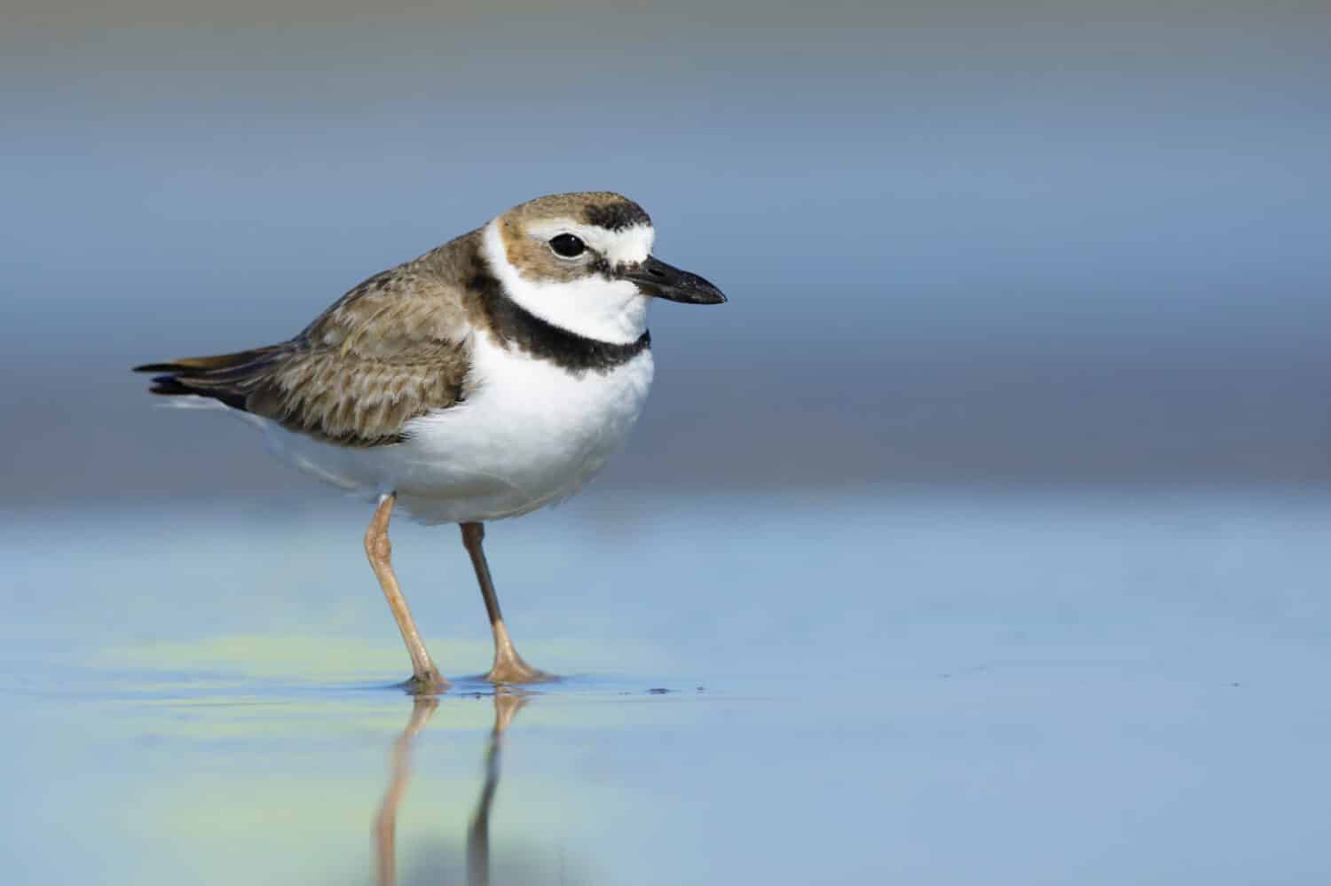 Maschio adulto Wilson's Plover (Charadrius wilsonia) in piedi su una spiaggia nella contea di Galveston, Texas, Stati Uniti.