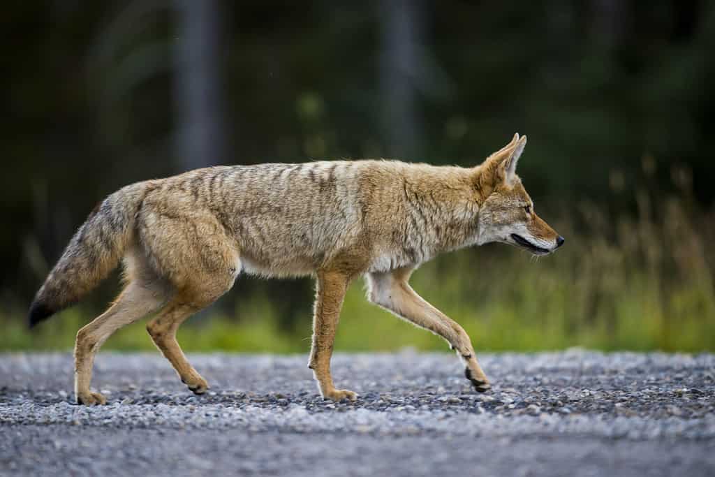 Caccia al coyote selvatico in un prato lungo la strada nelle Montagne Rocciose dell'Alberta, Canada