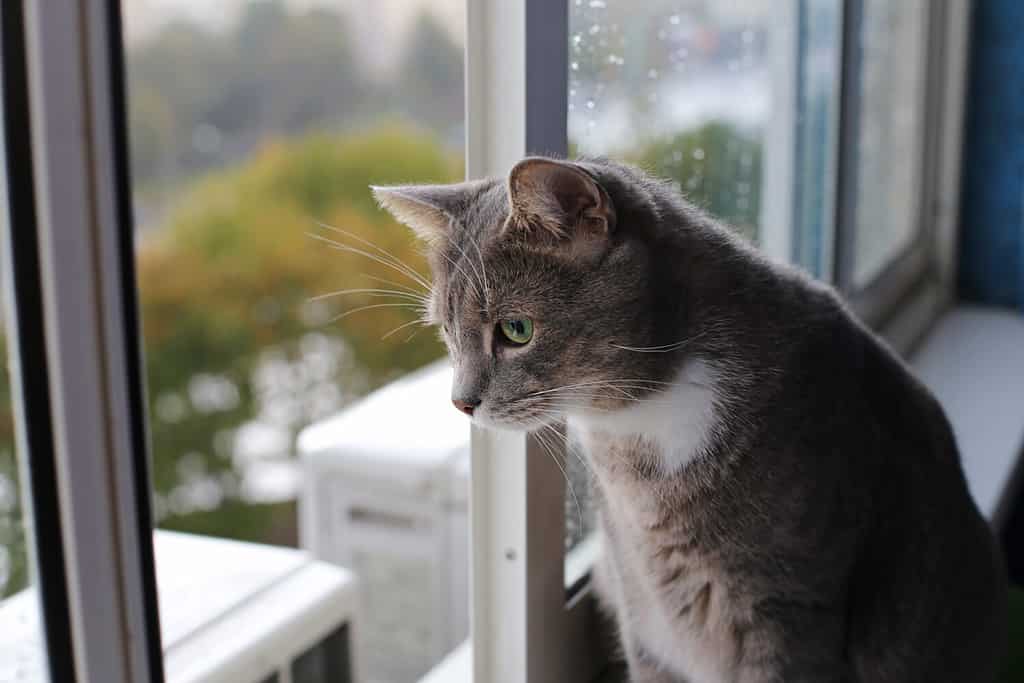 Come i gatti usano il loro senso dell'olfatto