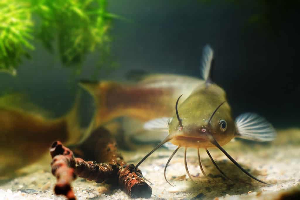 Pesce gatto del canale, Ictalurus punctatus, predatore d'acqua dolce nell'acquario di pesci biotopo europeo
