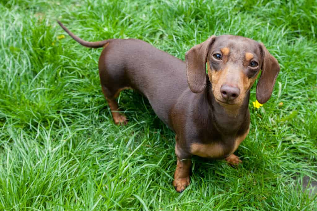 Cani simili ai carlini - Bassotto in miniatura in piedi nell'erba lunga