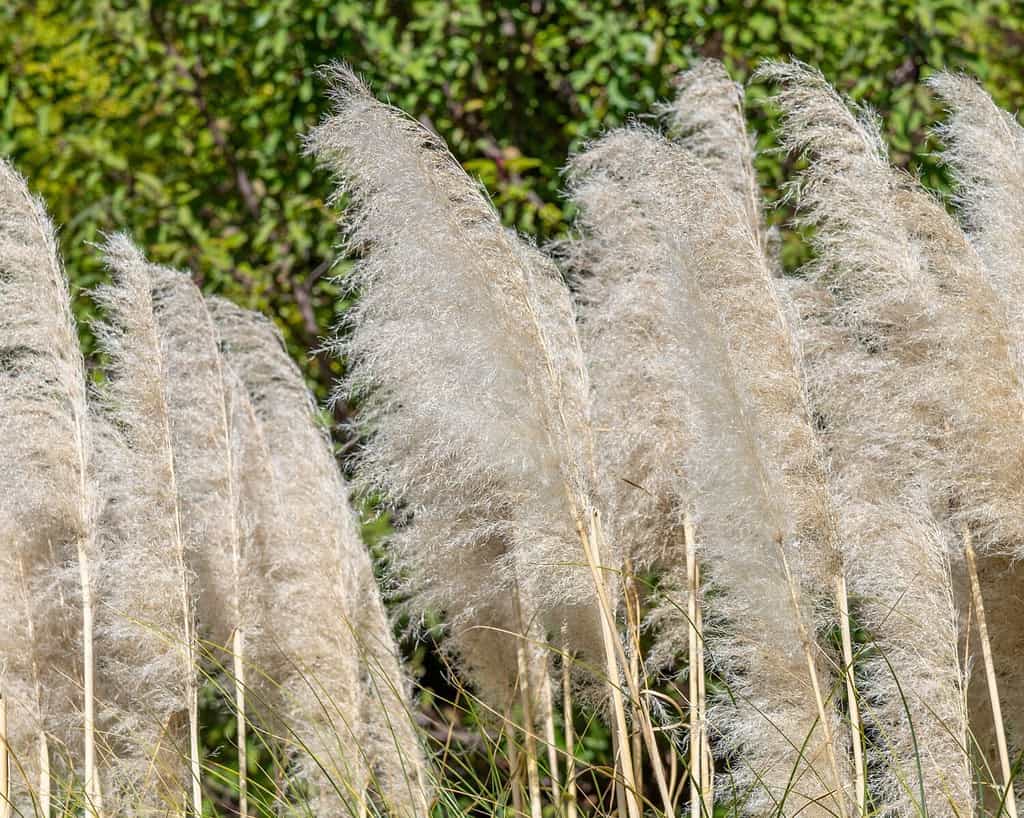 Primo piano di Pampas Grass (Cortaderia selloana), una specie di pianta invasiva a Los Angeles, CA.