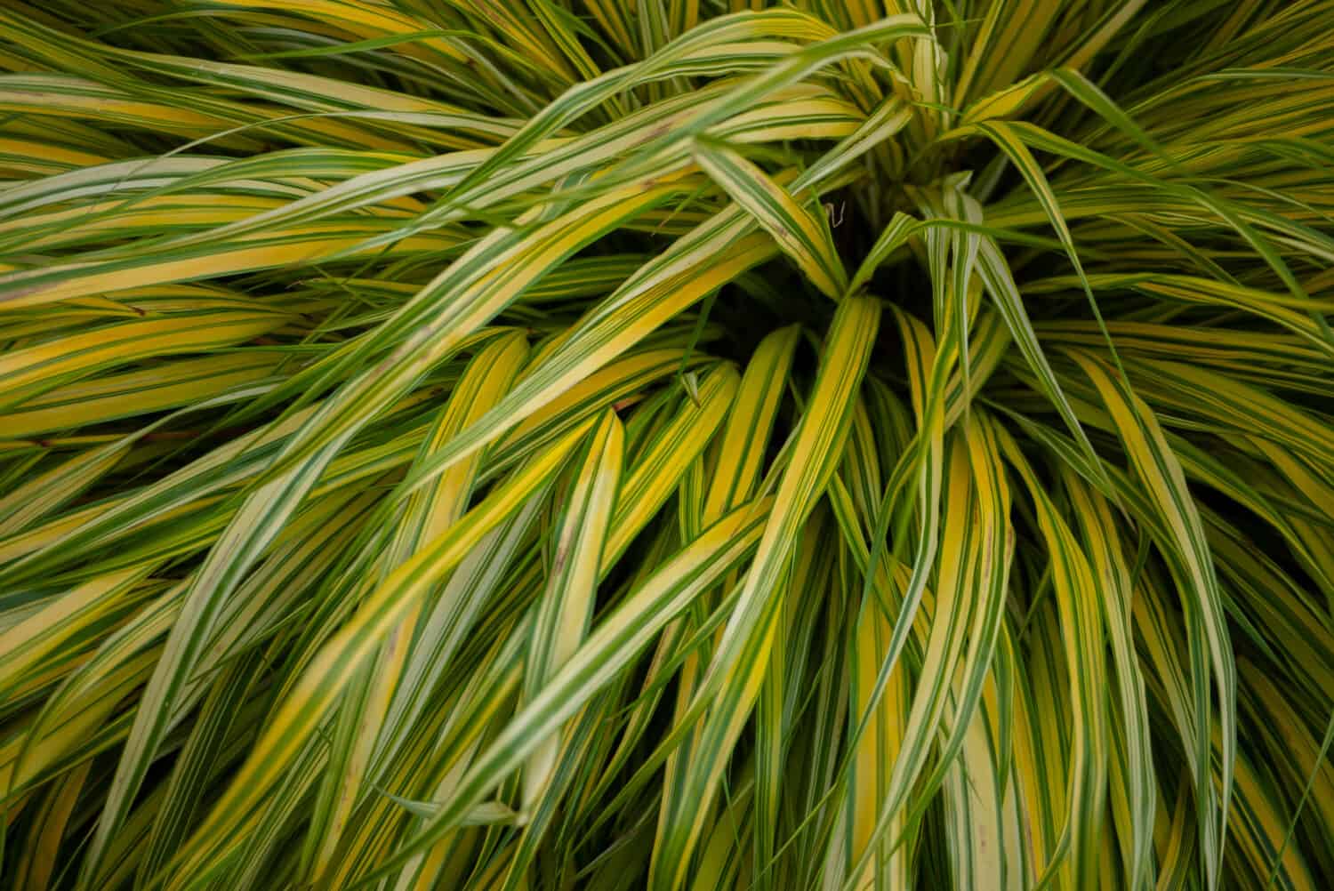 Chiuda sull'erba di Hakone.  può essere utilizzato per lo sfondo.