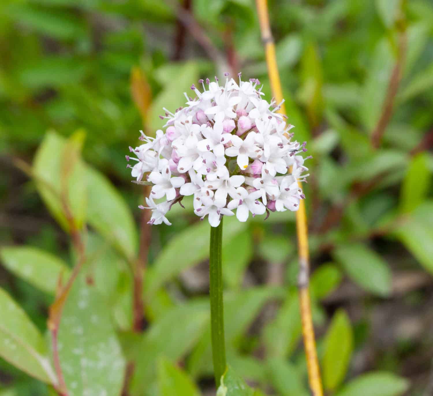 Fiore di Valaria che cresce allo stato selvatico. 