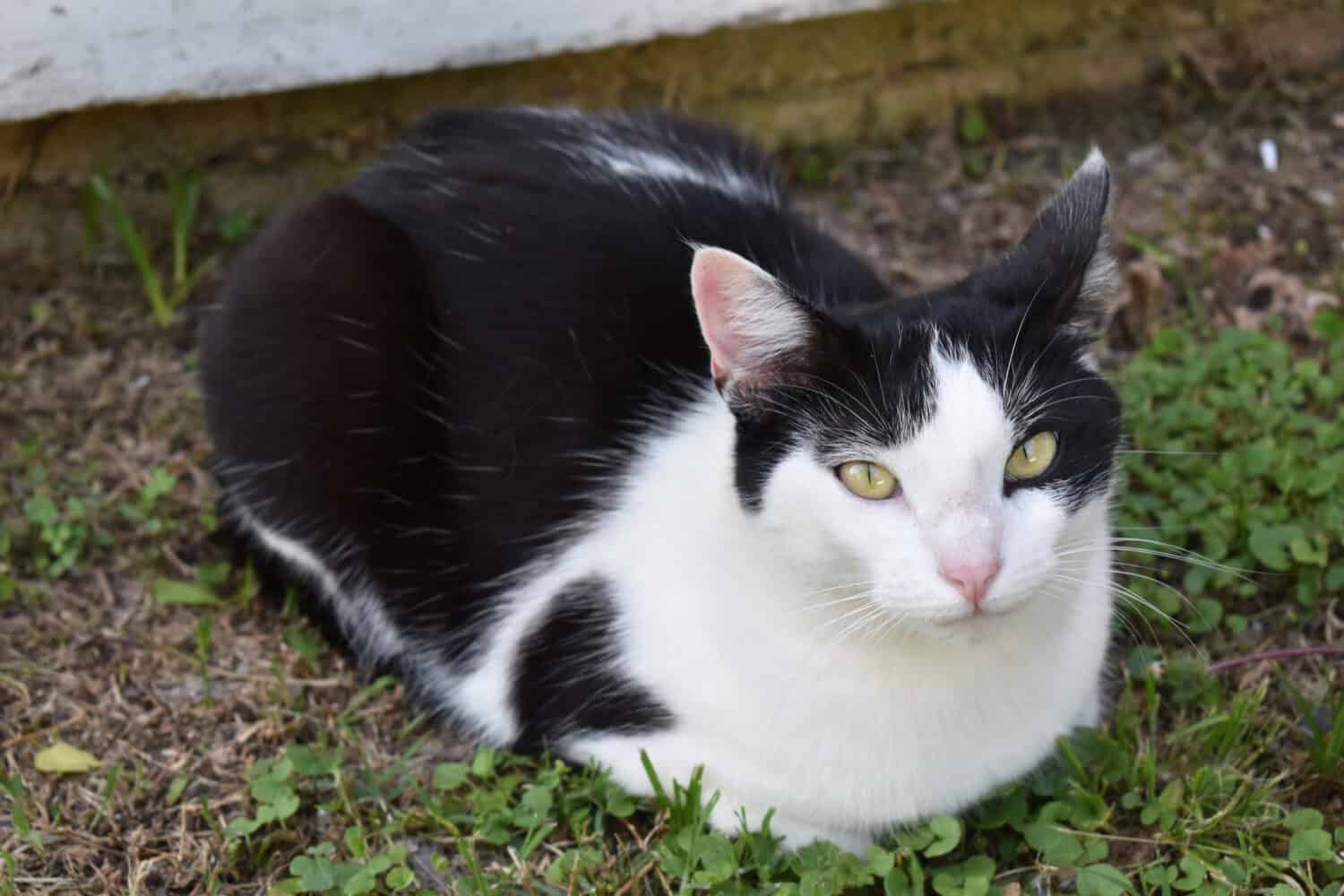 Gatto bianco e nero seduto in una posizione di pagnotta all'aperto.