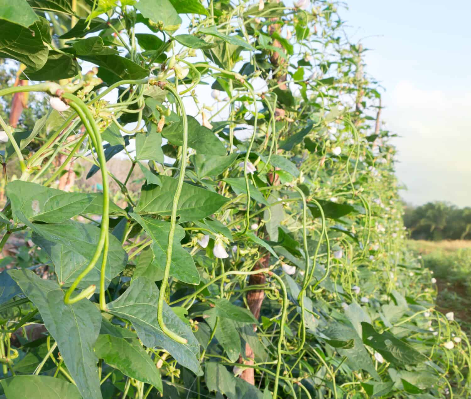 il fagiolo dall'occhio è una buona pianta da compagnia per l'anguria.