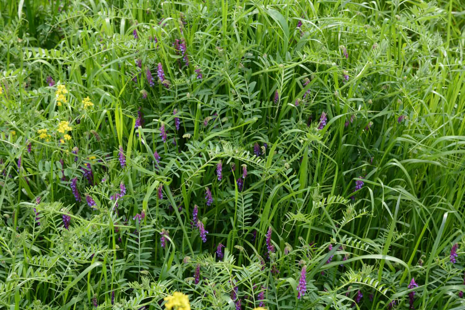 La veccia pelosa (Vicia villosa) è un buon raccolto di copertura per i giardini di angurie.