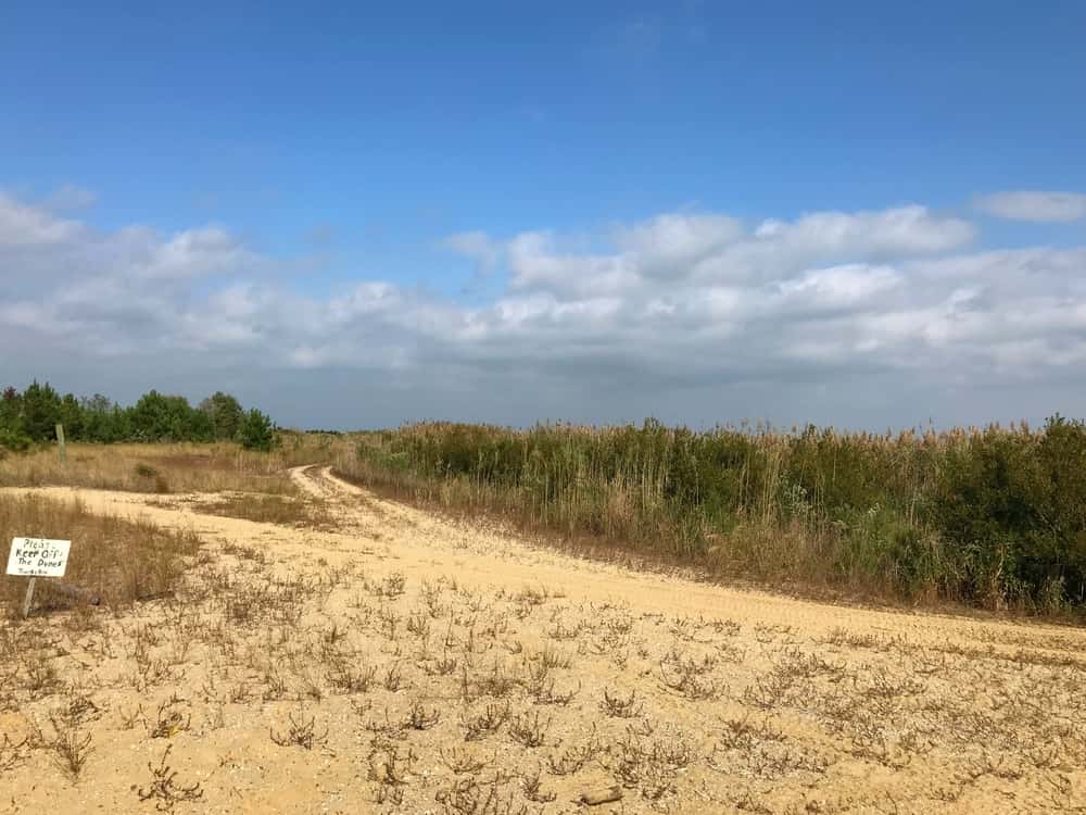   Esplorare e osservare la fauna selvatica nel Flag Ponds Nature Park.