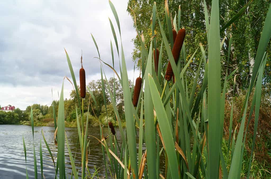 Tifa(Typha latifolia, giunco ​​comune) contro un cielo nuvoloso, stagno e alberi.