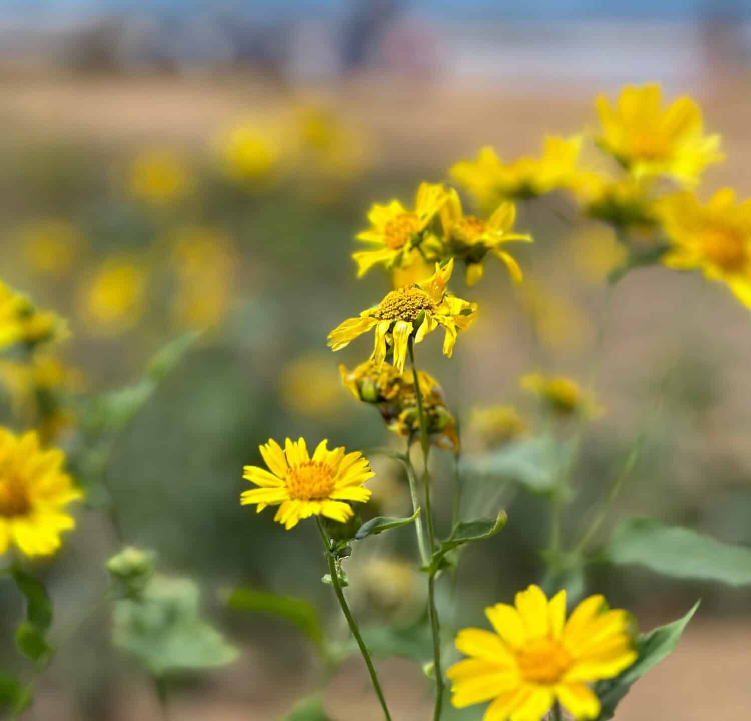 Fireweed hawaii o margherita è già diffuso nelle isole di Maui, Oahu, Lanai e Hawaii, ma può essere impedito di invadere Kauai. 