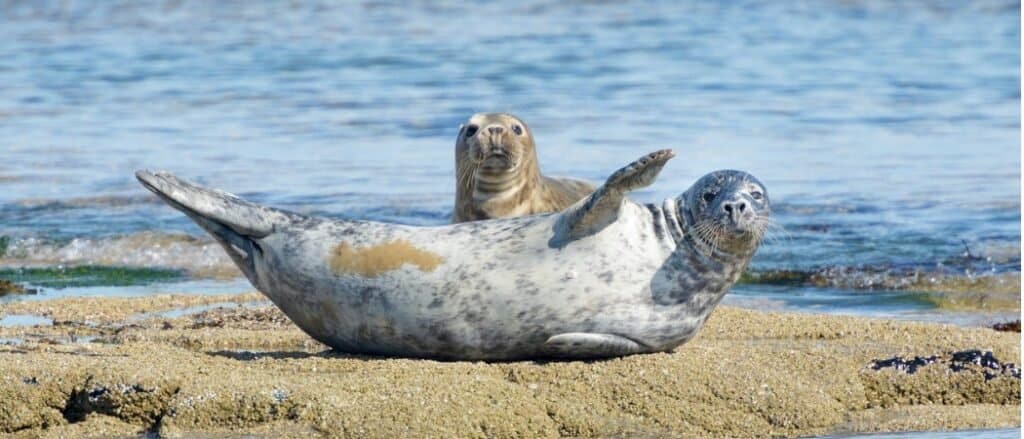 Animali nel Rhode Island