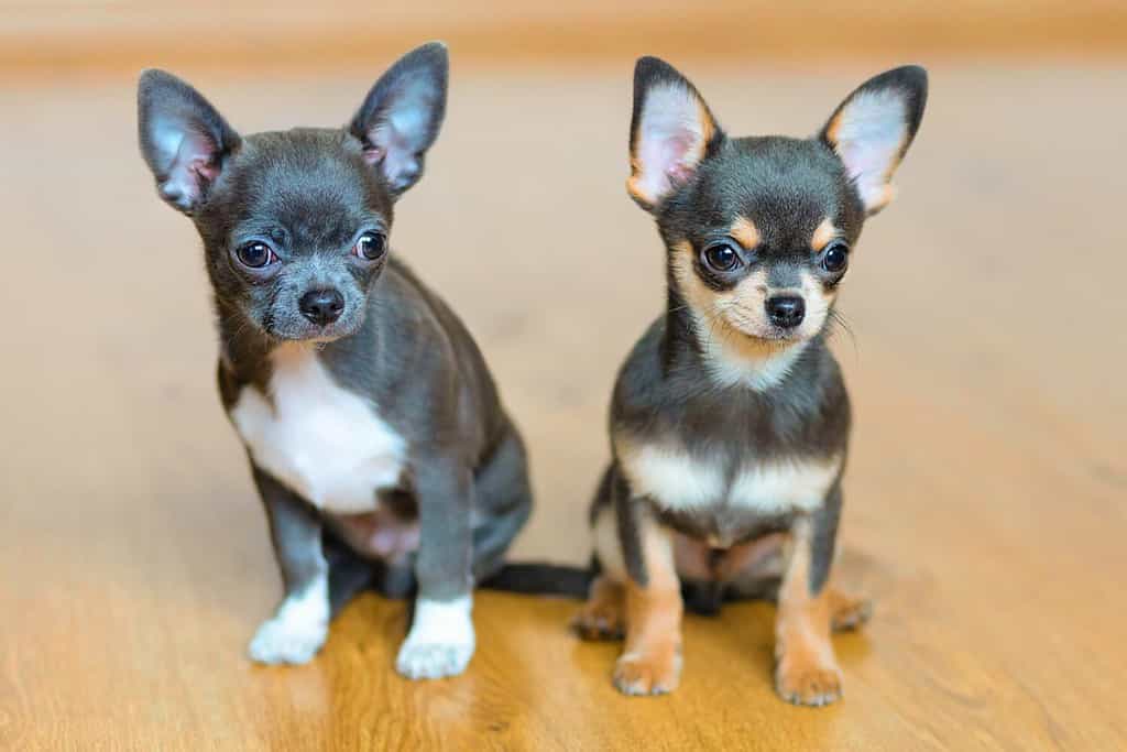 cuccioli di chihuahua colore blu e marrone.  adozione di animali domestici