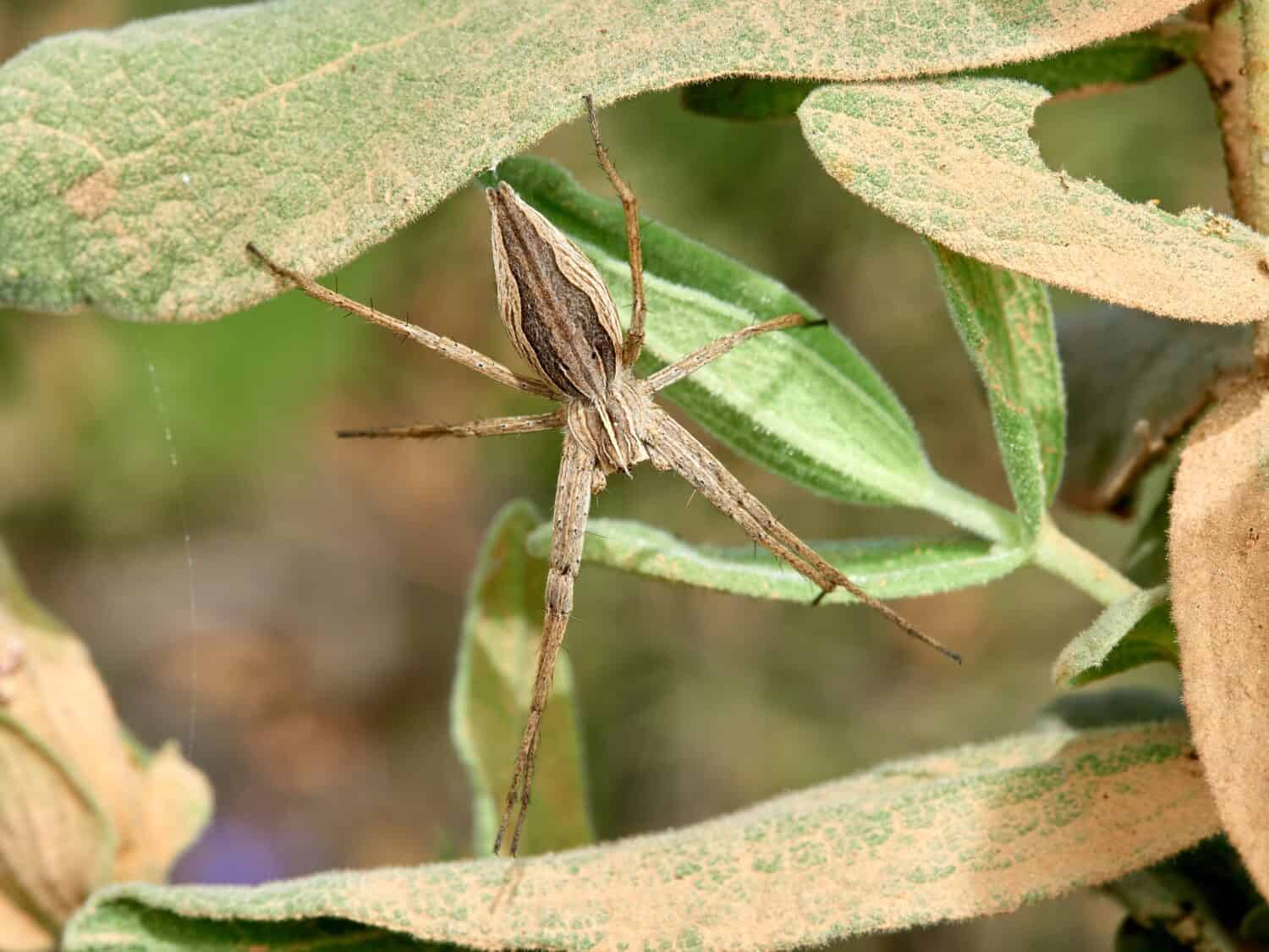 Foto ravvicinata di un ragno ragnatela da vivaio europeo