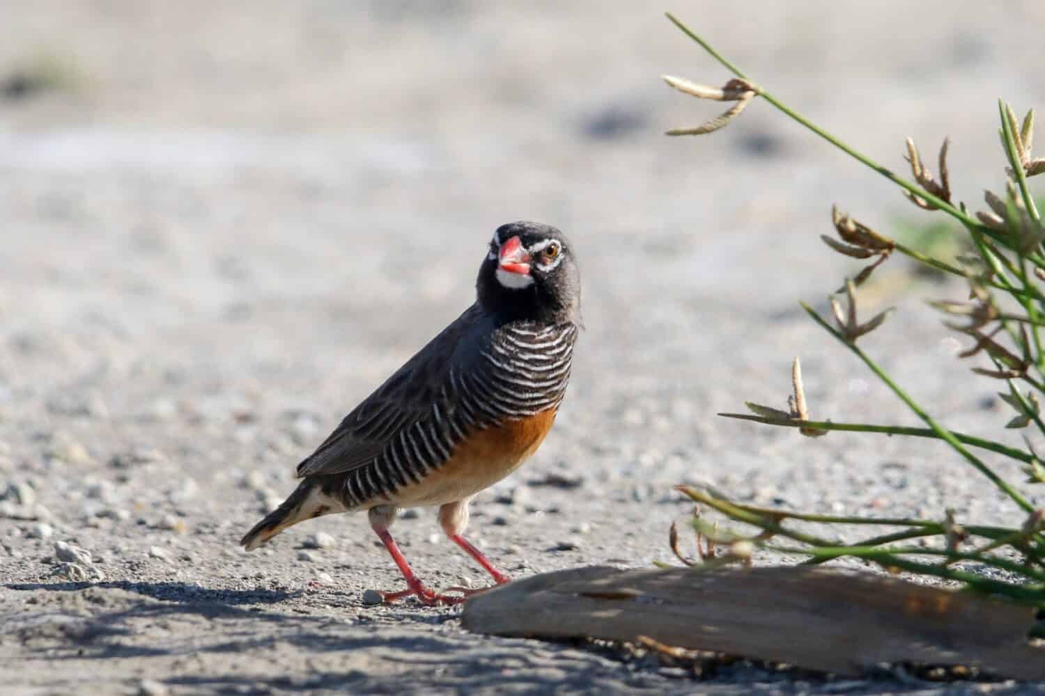 Quailfinch africano in piedi sulla sabbia del fiume chiaro