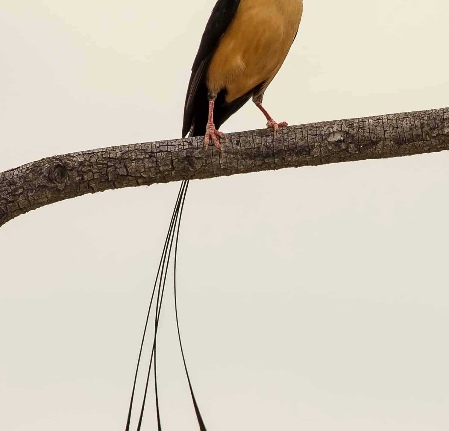 Whydah dalla coda ad alberoNome latino: Vidua regia