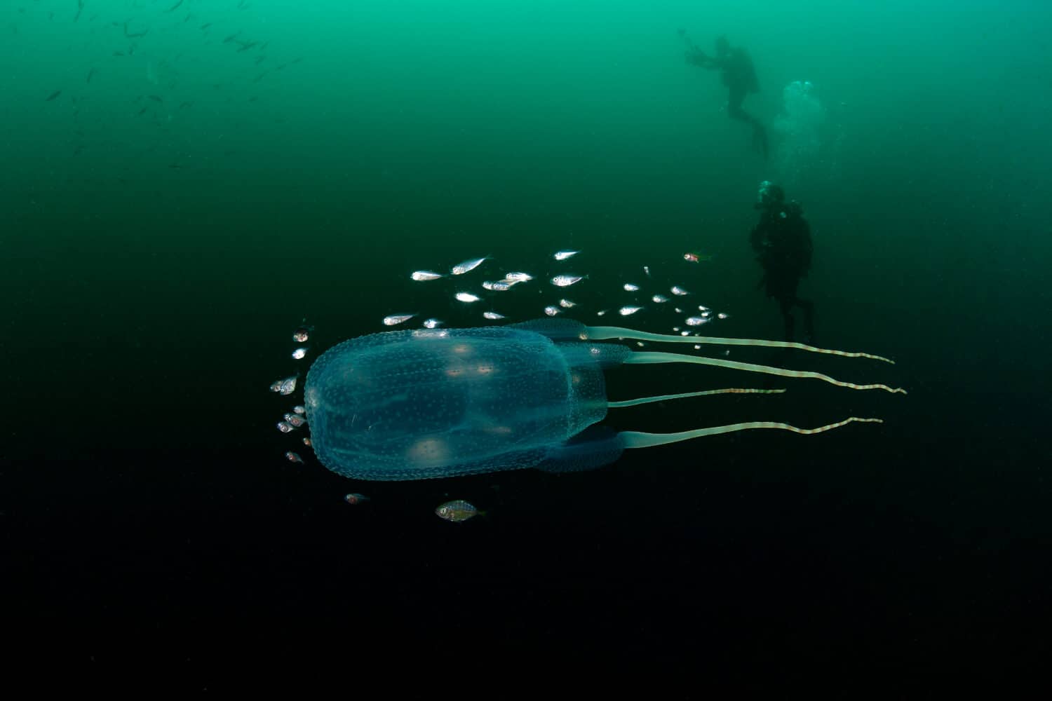 Sea Wasp, in Venezuela, Mar dei Caraibi.
