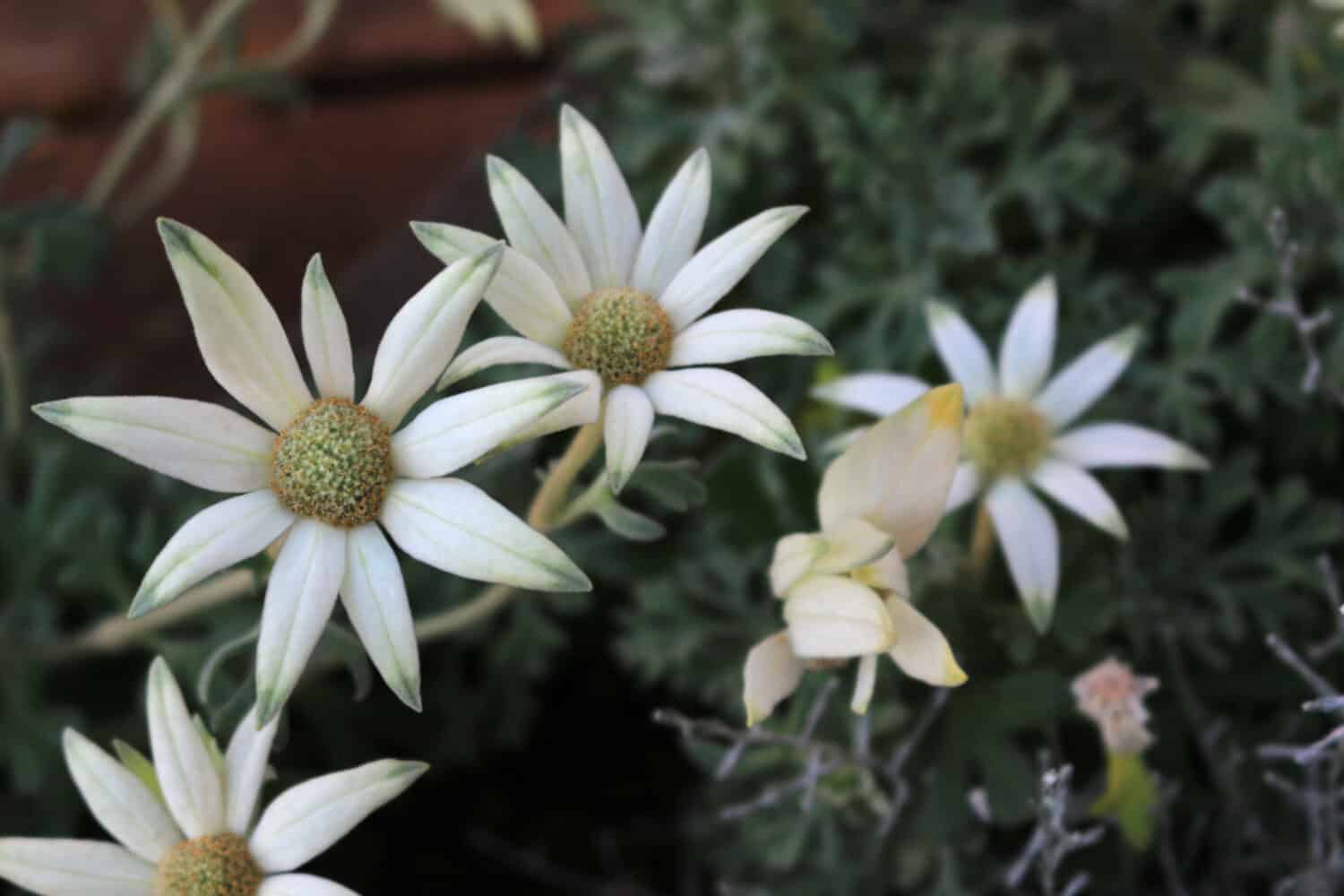 Fiori bianchi di Actinotus helianthi chiamati 