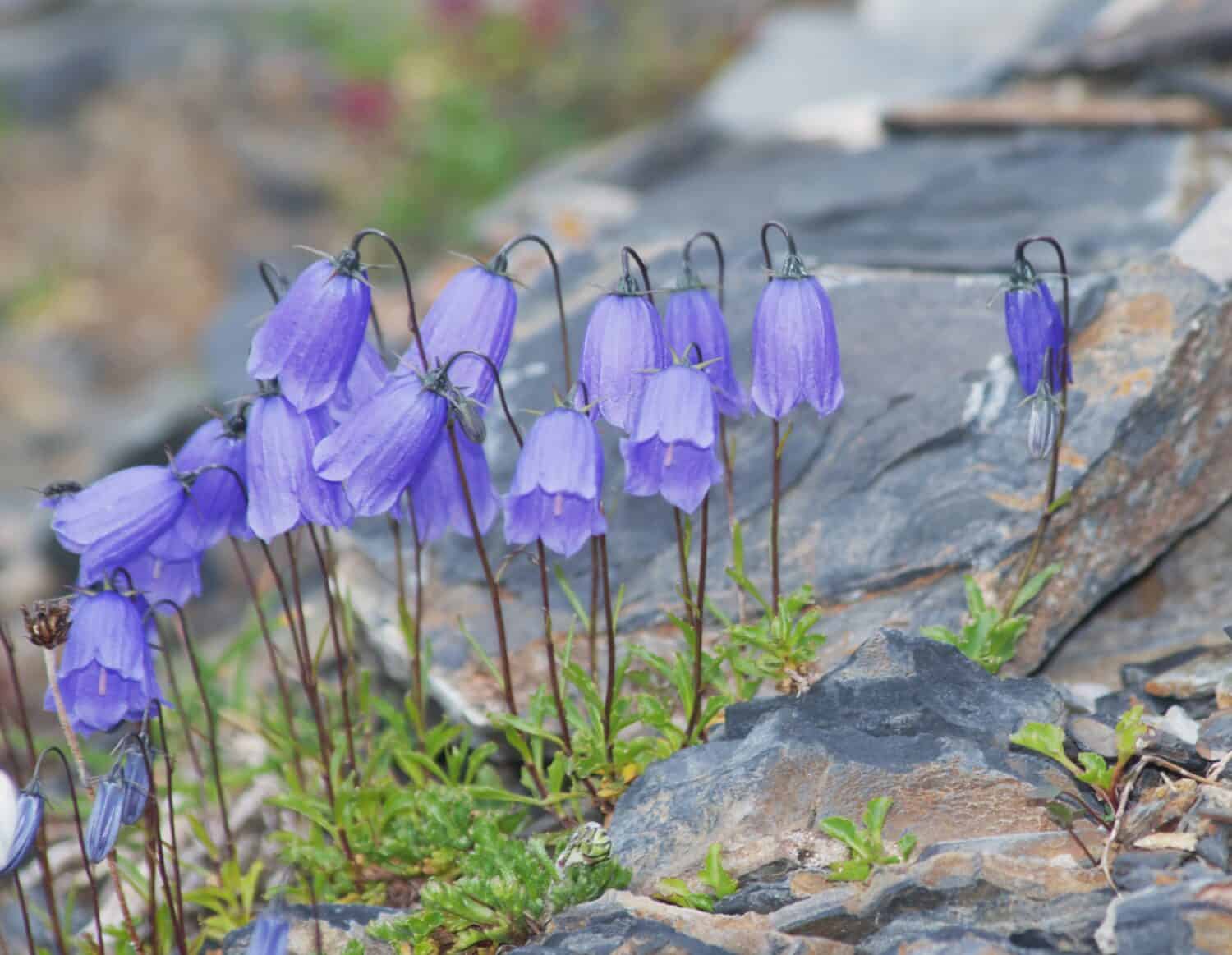 Campanula cochleariifolia (nomi comuni: campanula, ditale delle fate)