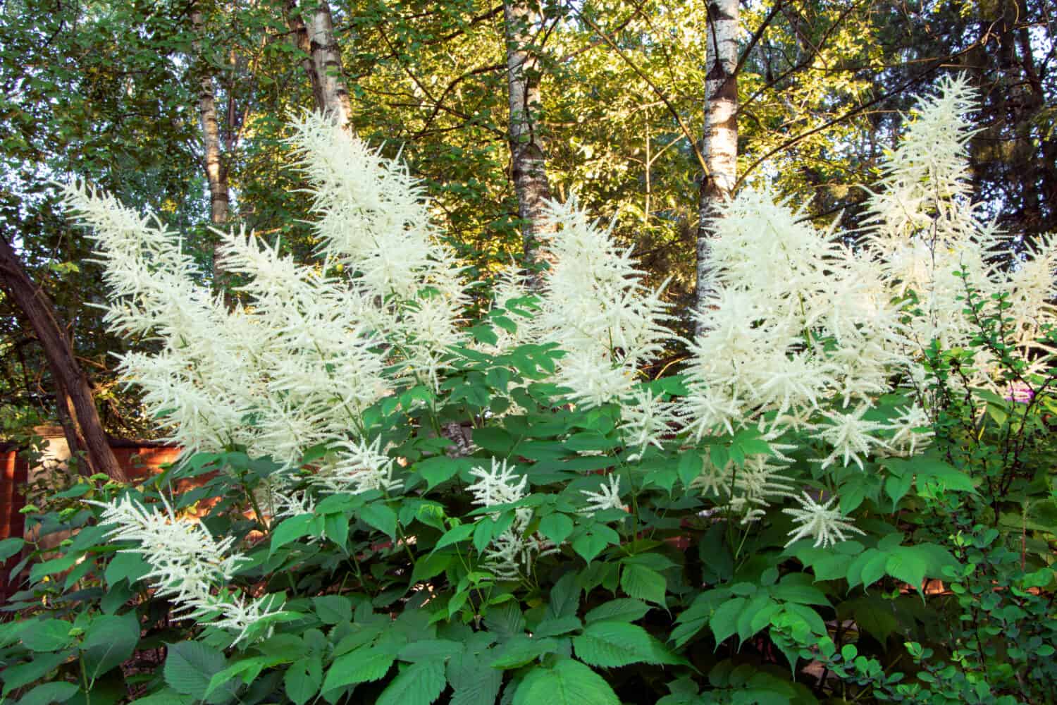 Aruncus dioicus che fiorisce in estate. 