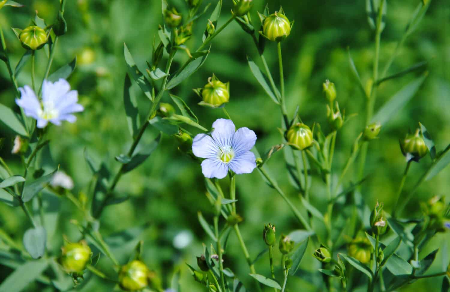 Primo piano dei fiori blu pallido di lino o semi di lino (Linum usitatissimum)
