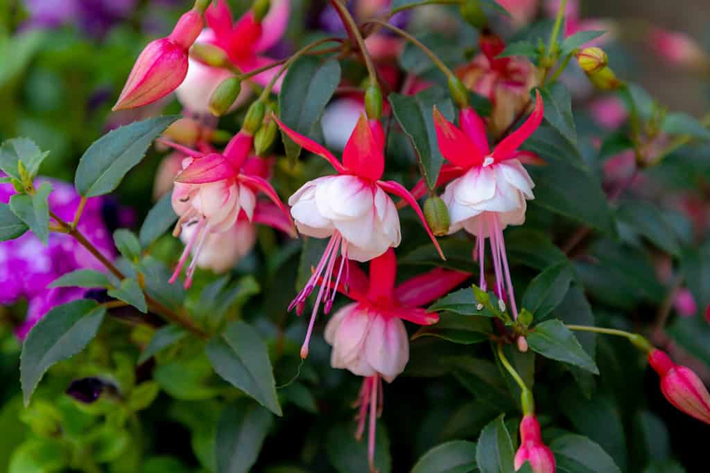 Messa a fuoco selettiva di fucsia magellanica