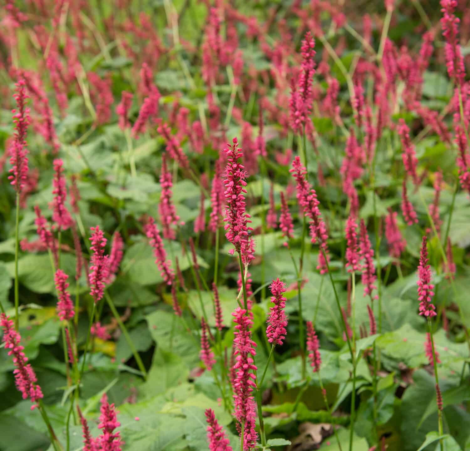 Persicaria amplexicaulis 'Firetail' (Red Bistort) in un confine boschivo nel Devon rurale, Inghilterra, Regno Unito
