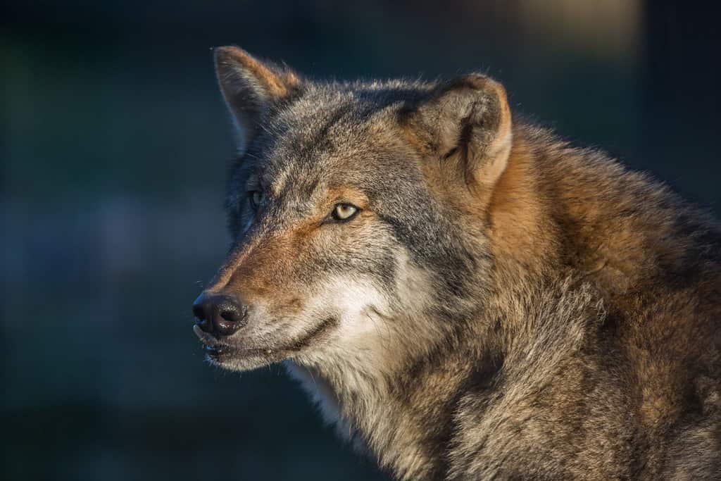Il misterioso lupo grigio (Canis lupus)