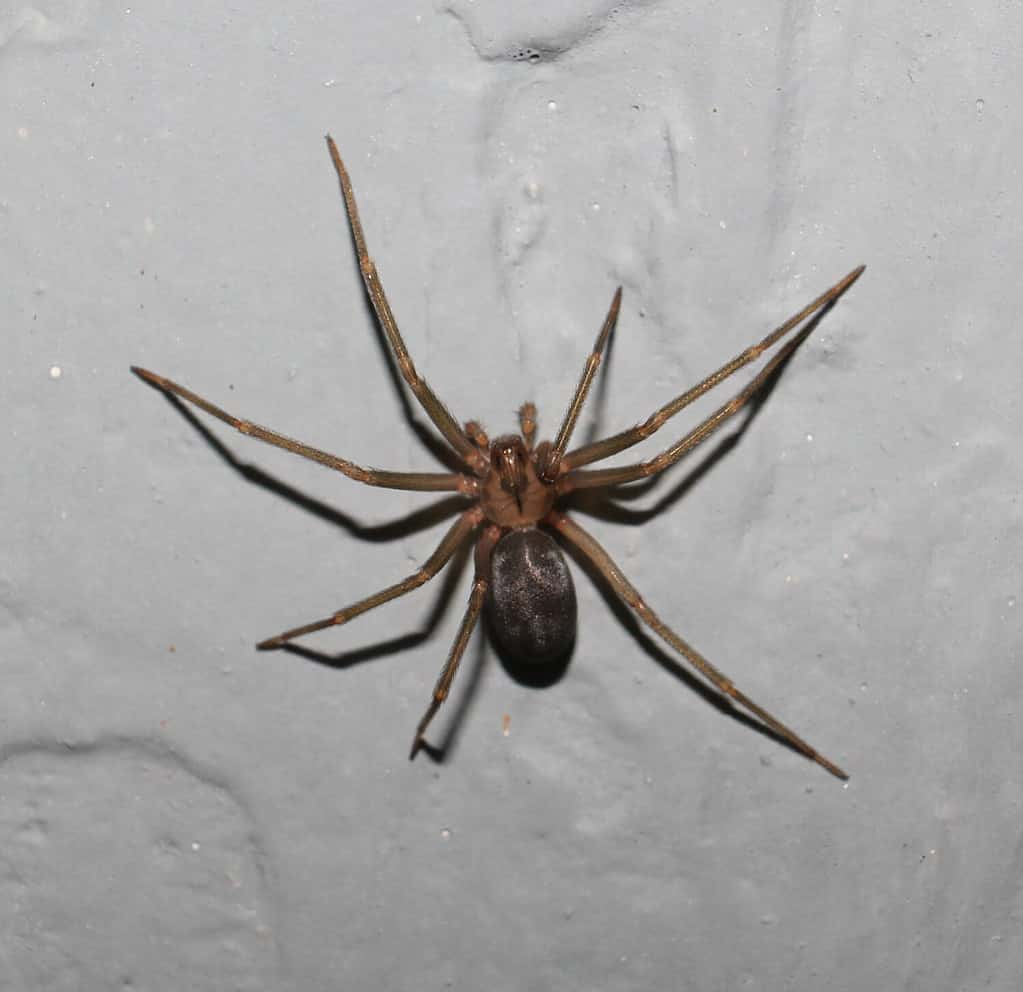 Femmina adulta Loxosceles reclusa. (Brown recluso)