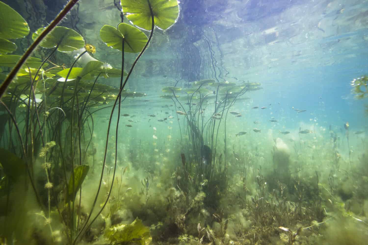 Bella ninfea gialla (nuphar lutea) nella sterlina chiara.  Riprese subacquee nel lago.  Habitat naturale. 