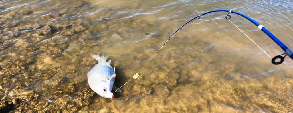 La pesca del pesce bufalo