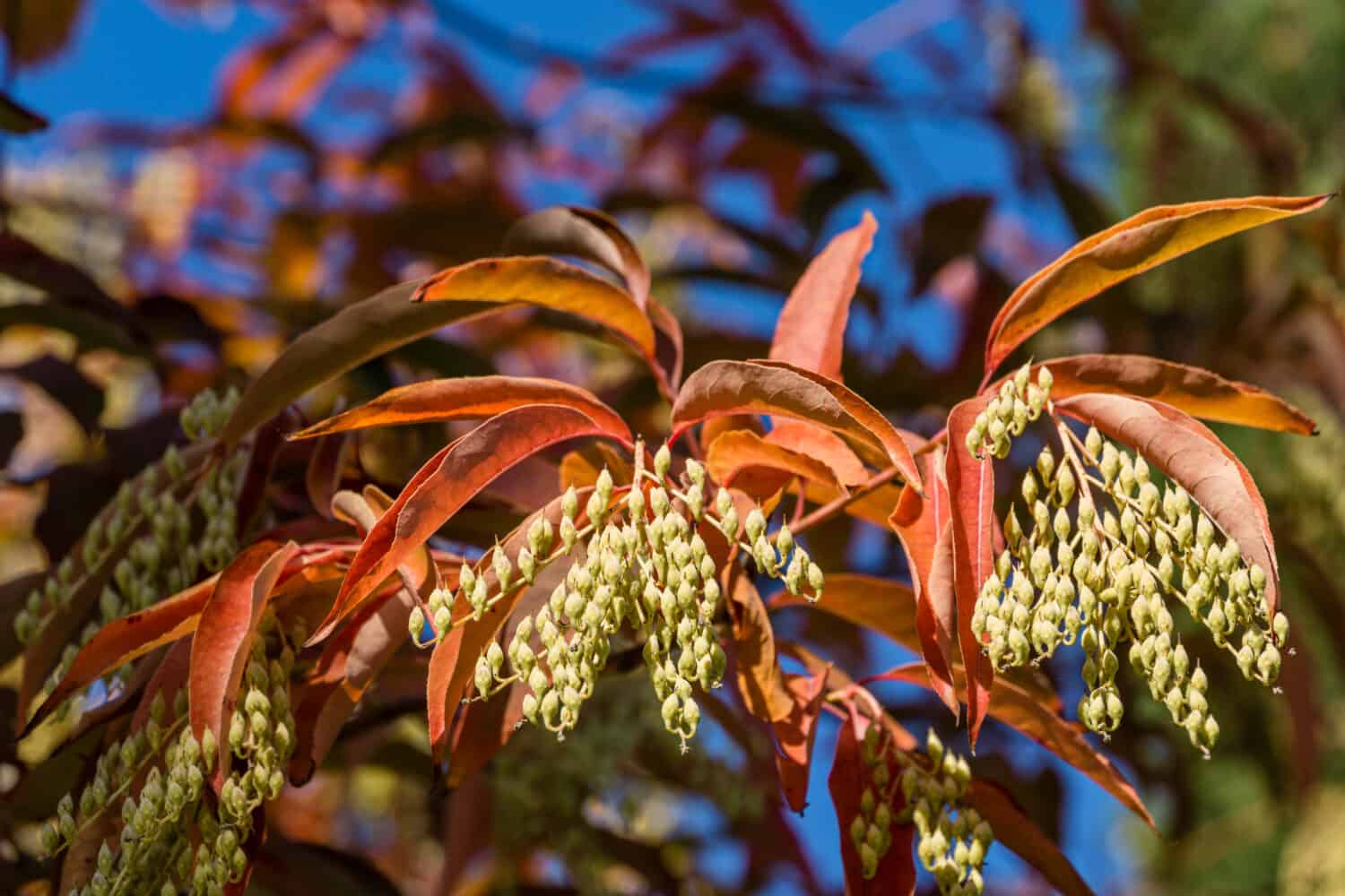 Primo piano Albero di Sourwood (Oxydendrum arboreum) in foglie rosse e mazzo di semi gialli su cielo blu.  Bella pianta rara della famiglia delle Ericaceae nel Parco cittadino Krasnodar o nel Parco Galitsky nel soleggiato autunno 2020