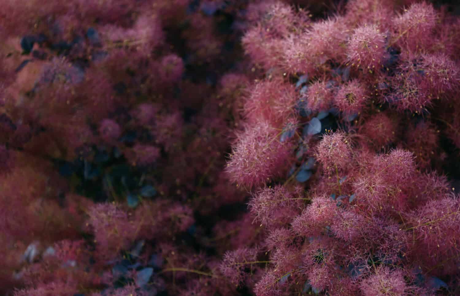 Albero di fumo come sfondo con copia spazio