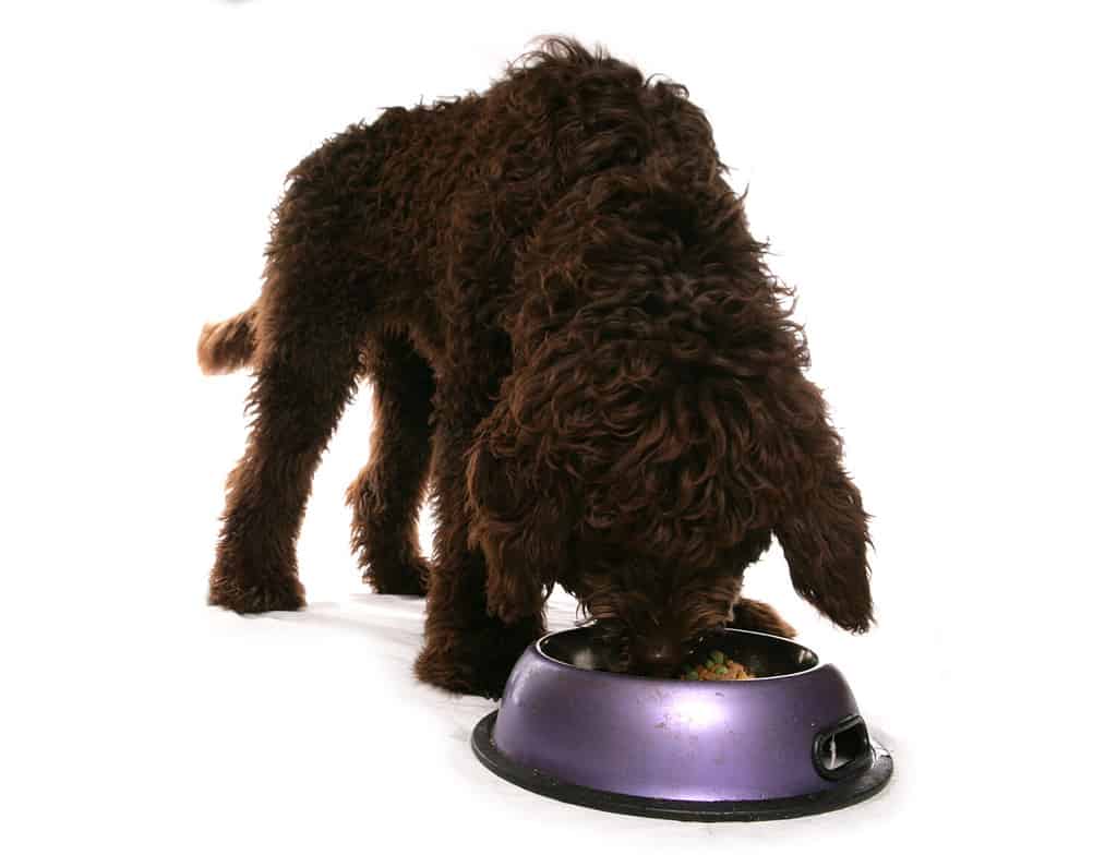 Cucciolo di Labradoodle marrone che mangia da una ciotola isolata su sfondo bianco