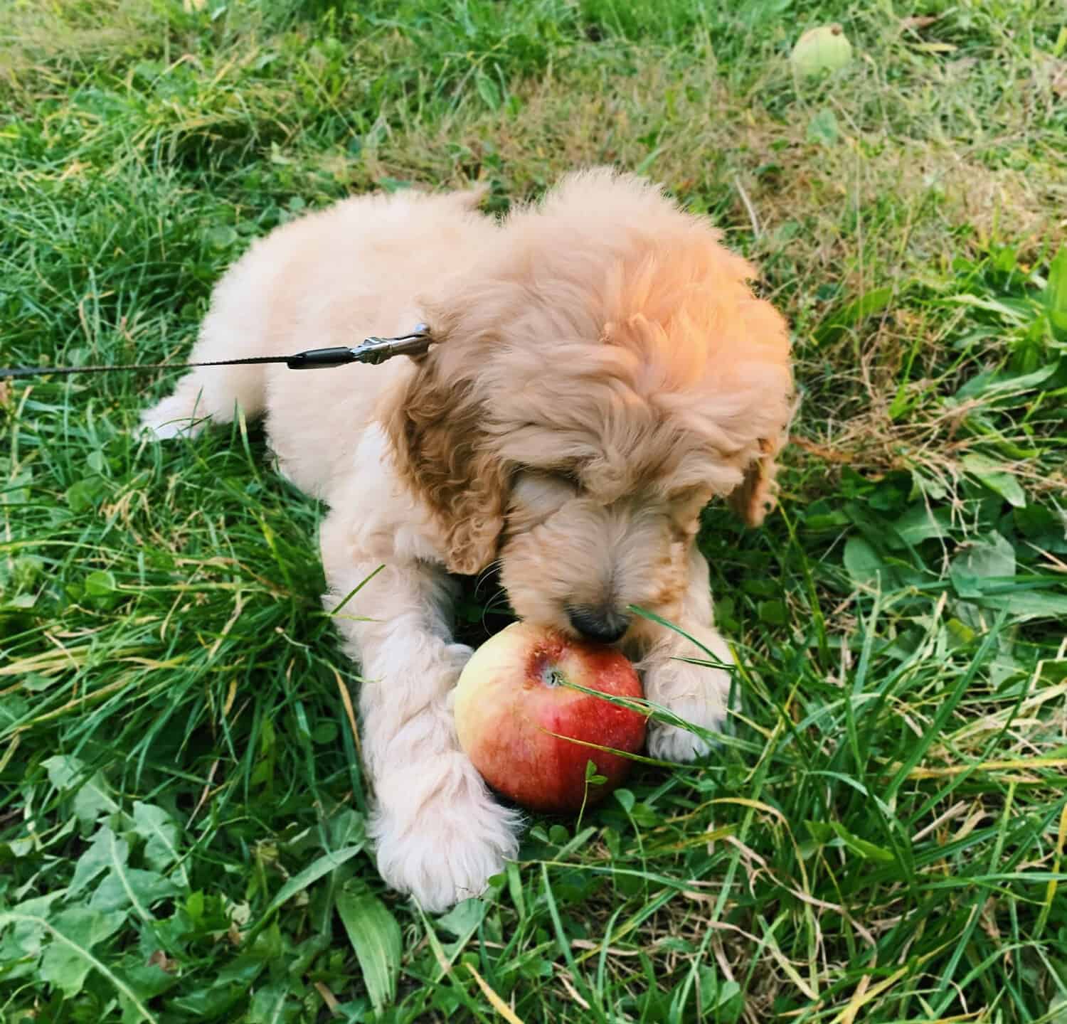 cucciolo di goldendoodle che mangia una mela per la prima volta