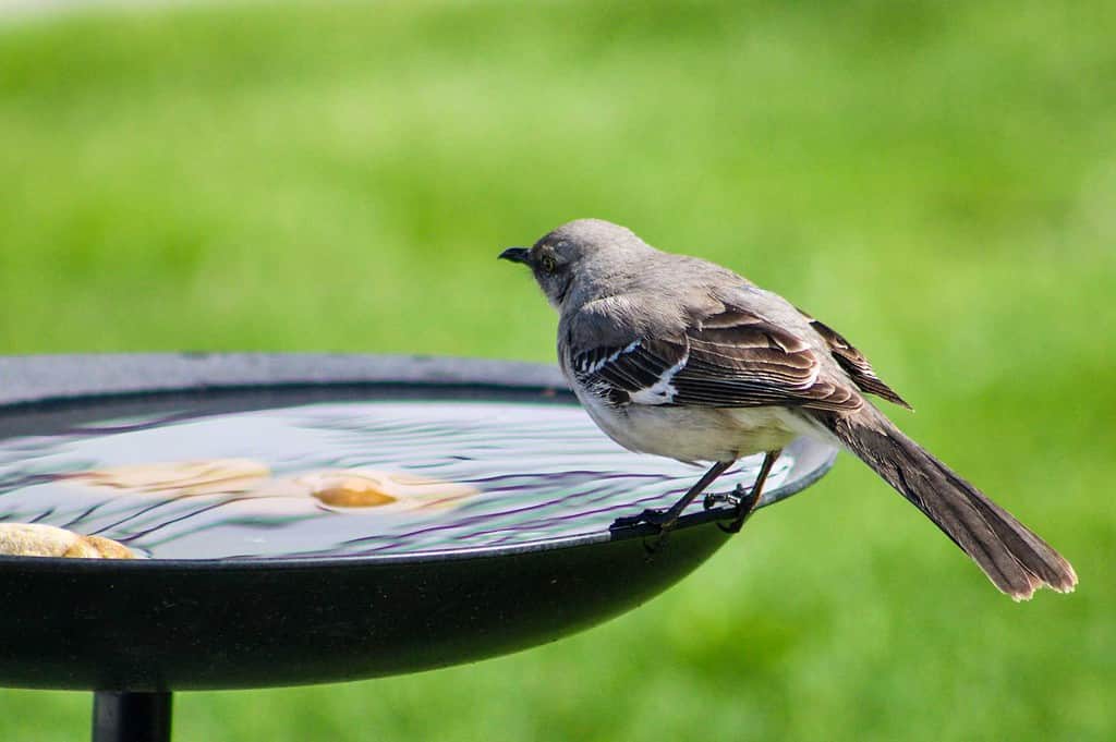 mockingbird in un bagno per uccelli ATTRIBUZIONE NON TROVATA