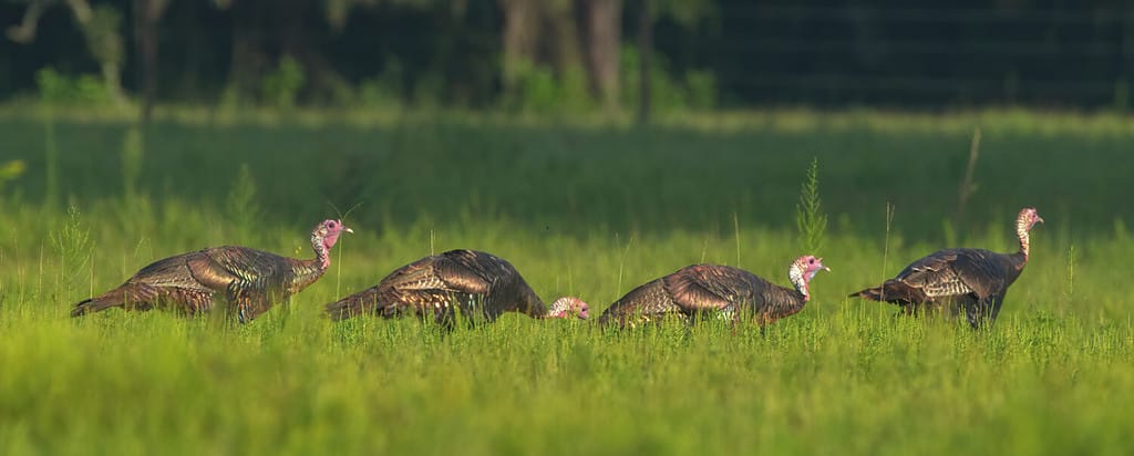 Travetto, gobble o gregge di giovani Osceola Wild Turkey (Meleagris gallopavo osceola) camminando in linea nel prato verde nella Florida centrale