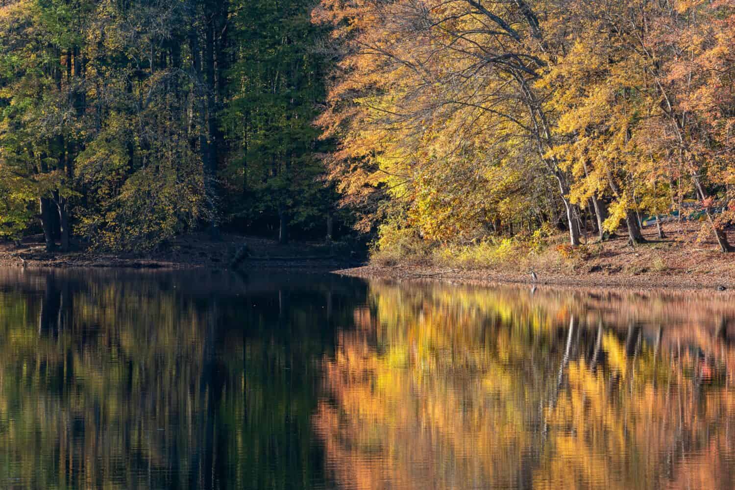 Il fogliame autunnale si illumina nella luce del mattino presto lungo il fiume Patuxent a Scotts Cove Recreation Area, Maryland.