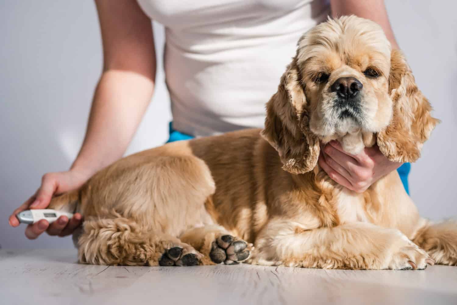 Coraggio un cane durante il controllo della temperatura per via rettale