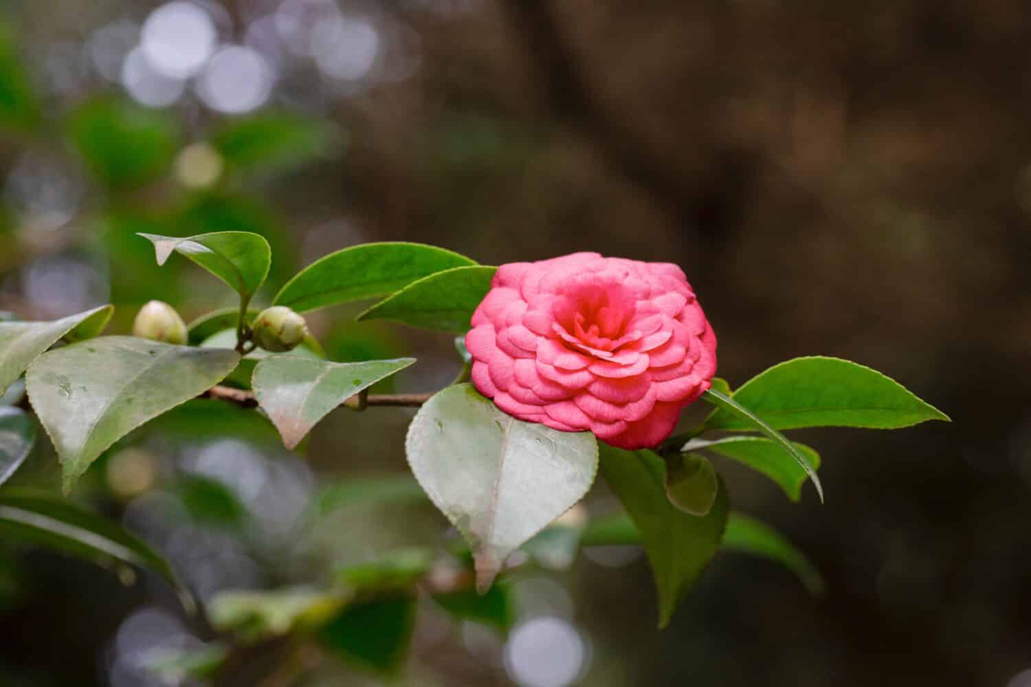 Middlemist Camelia-La pianta rara, portata in Gran Bretagna dalla Cina, Camelia di raro colore rosa, sfondo floreale primaverile