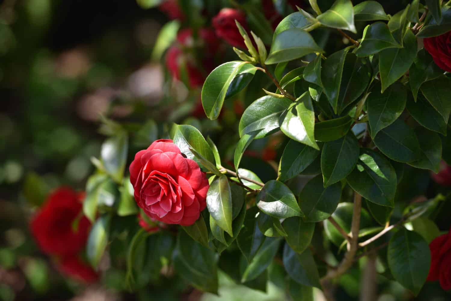 Bello fiore rosso della camelia di Middlemist che cresce nel giardino.  Fiore rosso della camelia di Middlemist come una rosa